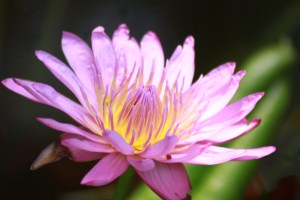 Water lily at Hemmingway's house