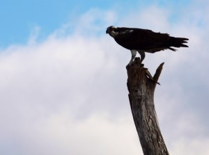Osprey with fish