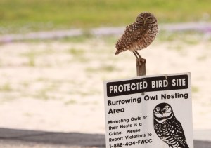 Burrowing owl