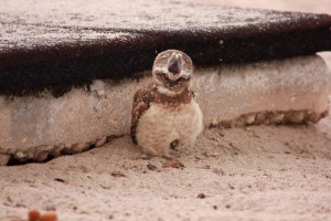 Yawning burrowing owl