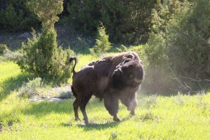 Contorting bison