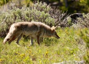 Coyote prowling