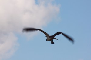 Osprey