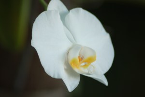 Orchid