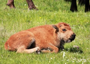 Baby bison