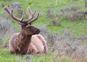 Elk