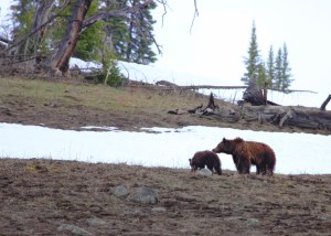 Grizzly and cub