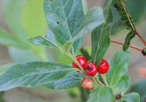 Poisonous akia berries