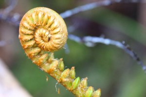 Tree fern frond