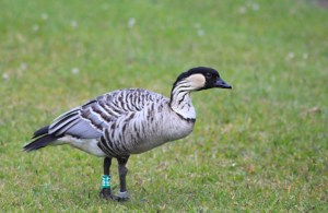 Nene, or Hawaiian goose