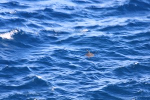 Turtle at end of Chain of Craters Road