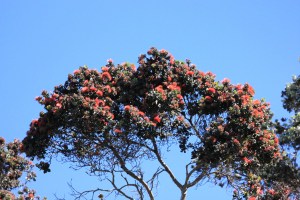 Ohia canopy, high above the trail