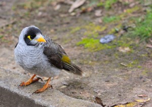 Noisy miner