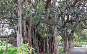 Ficus macrophylla columnaris