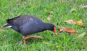 Dusky moorhen