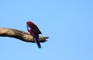 Crimson rosella