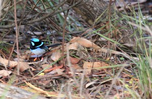 Superb fairywren