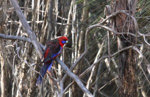 Crimson rosella