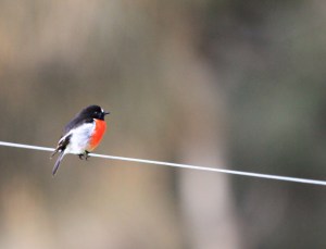 Scarlet robin