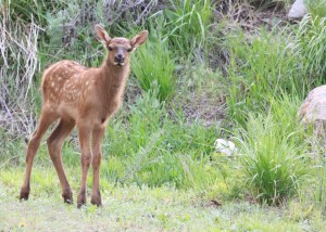 Baby elk