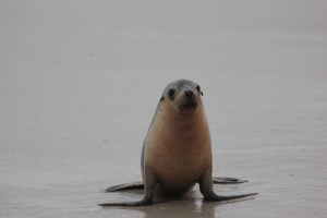 Australian sea lion