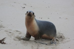 Would you like to play with me?