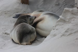 Australian sea lion suckling