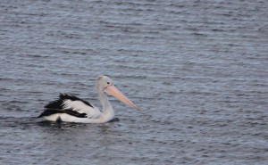 Australasian pelican swimming
