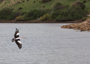 Australasian pelican flying