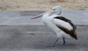 Australasian pelican walking