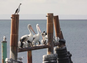 Pelicans and cormorants sitting on the dock of the bay