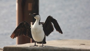 Pied cormorant