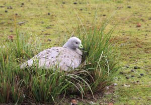 Australian goose on the nest