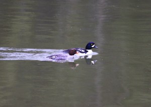 Common goldeneye