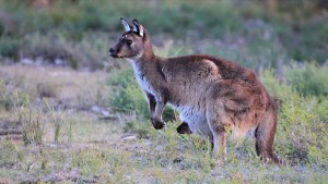 Kangaroo with joey