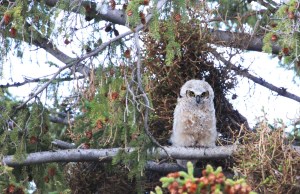 Great horned owl chick