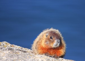 Marmot