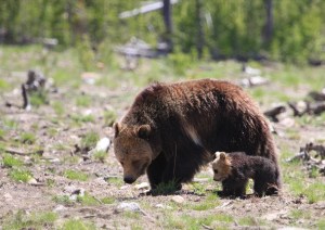 Grizzly and cub