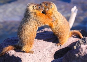 Wrestling marmots