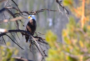 Bald eagle