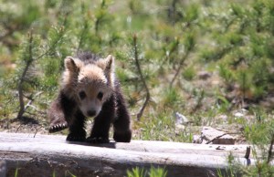 Grizzly cub or racoon?
