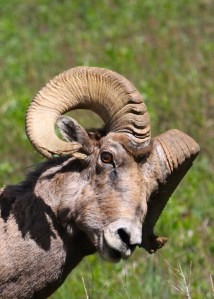 Big horn ram