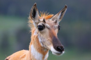 Punk pronghorn 