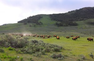 Bison herd