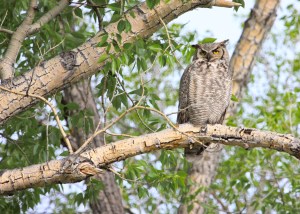Great horned owl