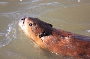 Swimming beaver