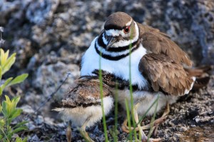 Chicks just popping in for a cuddle