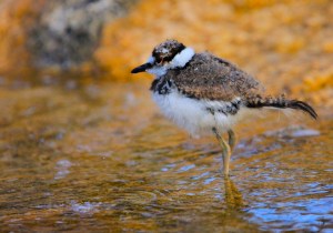 Killdeer chick