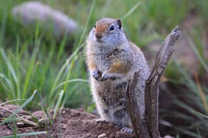 Ground squirrel