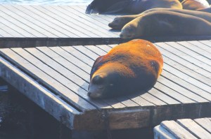 Sea lion dozing